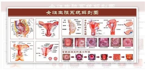 陰地位置|女性生殖系統、女性陰道口位置圖片